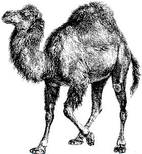 perl image